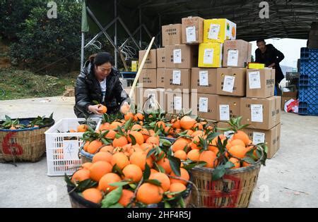 重慶哪裏可以摘橙子？深入探訪橙子的故鄉